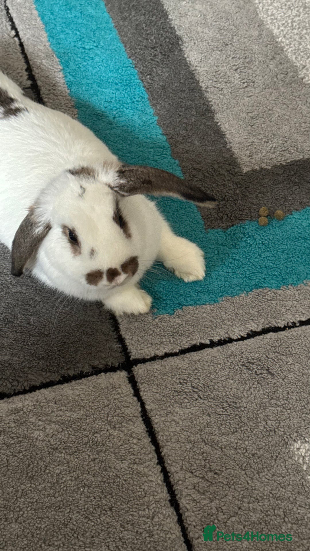 Dutch rabbits for sale: Dutch bunny - Image 5