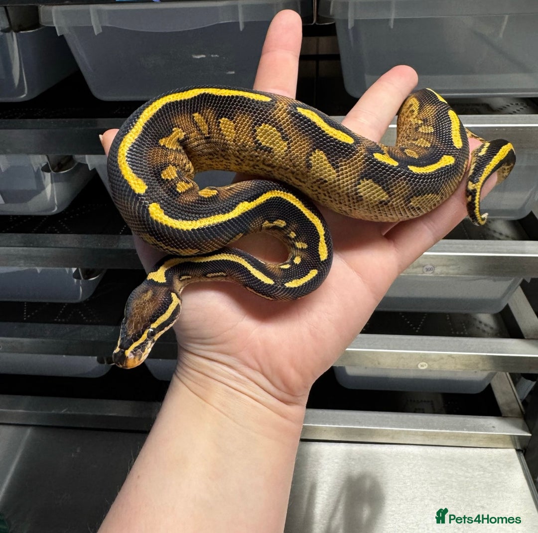 Python Snake reptiles for sale: Super Gravel Ball python (Male)  - Image 2