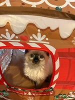 Ragdoll cats - Advert 14