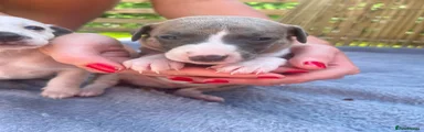 Puppy 4