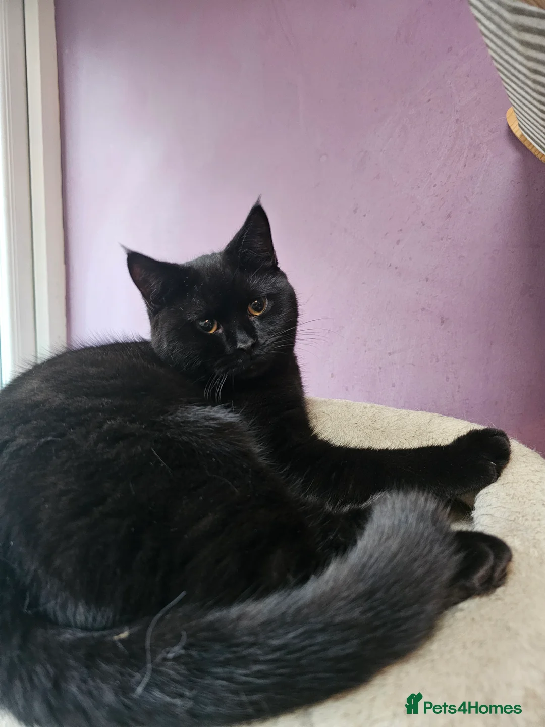 British Shorthair cats for sale: British shorthair cross DSH - Advert 10