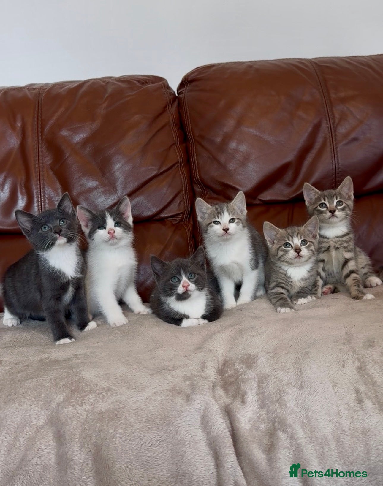 Mixed Breed cats Beautiful kittens  - Advert 1