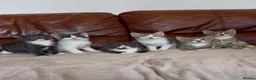 Mixed Breed cats for sale: Beautiful kittens  - Advert 1