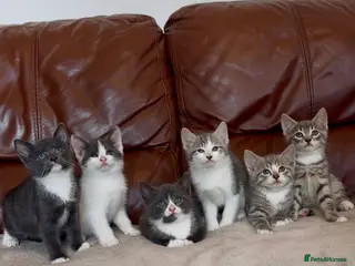 Mixed Breed cats for sale: Beautiful kittens - Advert 2