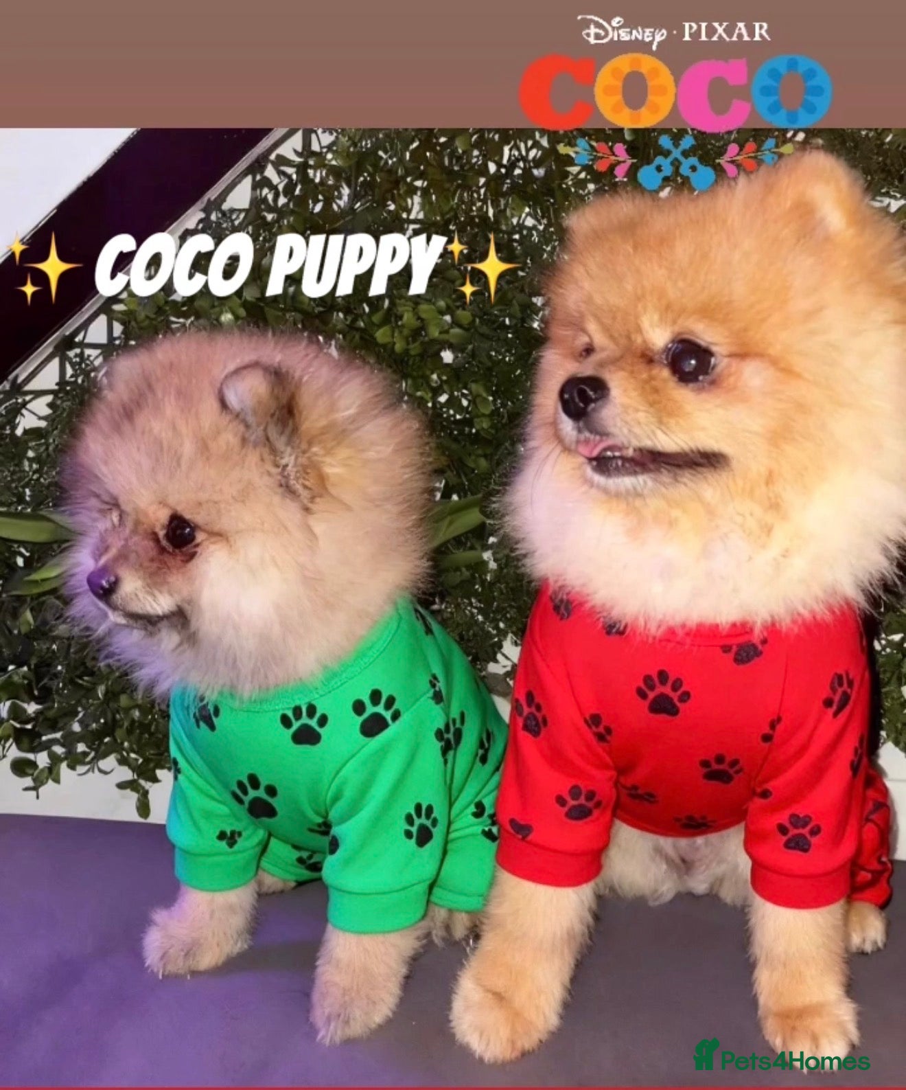 Pomeranian dogs 💙✨BLUE EYES Poms 🐶👀 EXPERIENCED STUDS👀👑🏆 in Bedford - Advert 2