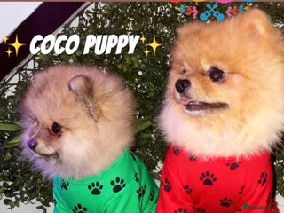 Pomeranian dogs 💙✨BLUE EYES Poms 🐶👀 EXPERIENCED STUDS👀👑🏆 in Bedford - Advert 2