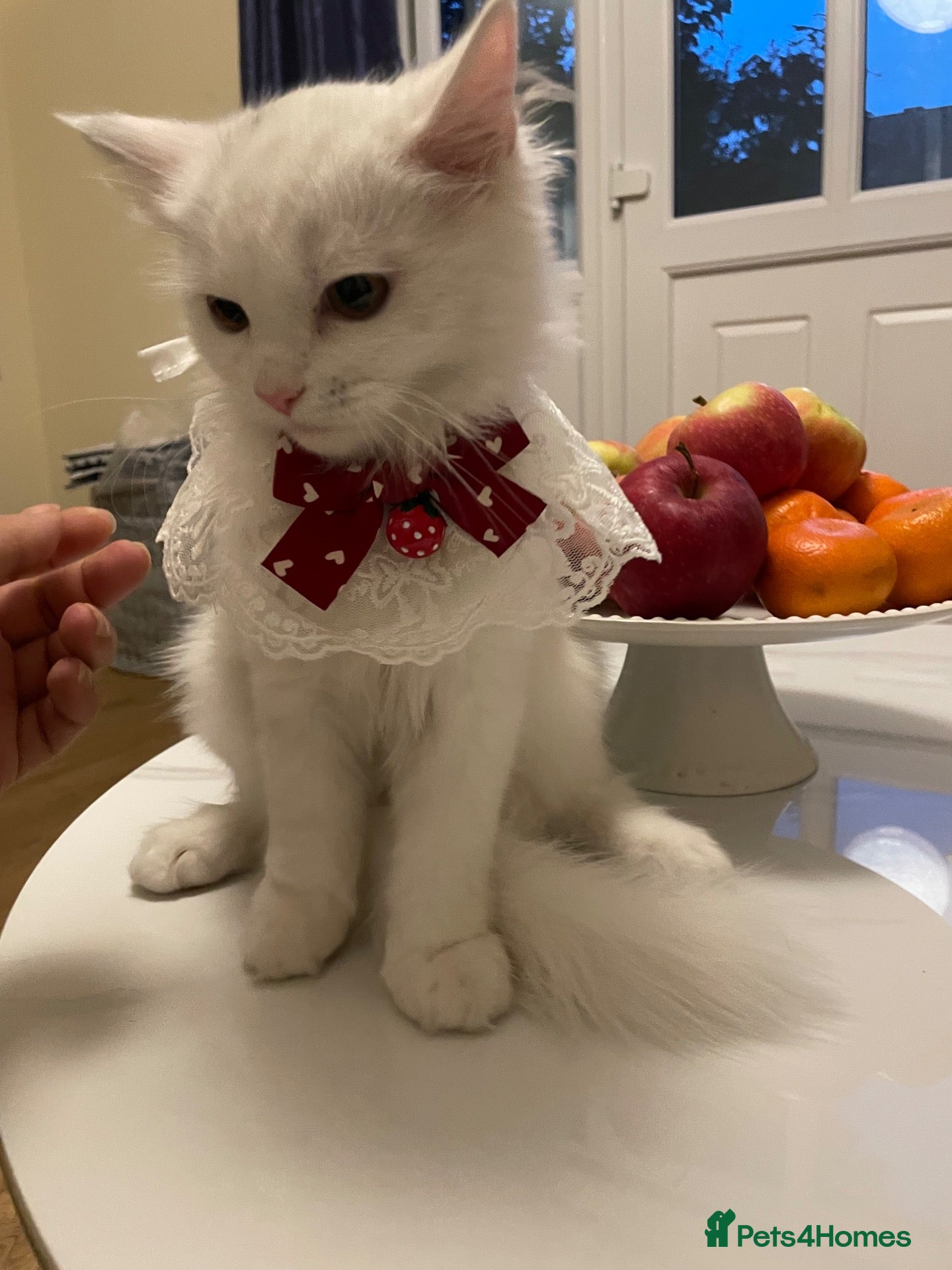 Mixed Breed cats  Persian kittens for sale  - Advert 15