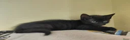Mixed Breed cats for sale: 10 week old kitten  in Weston-super-Mare - Advert 4