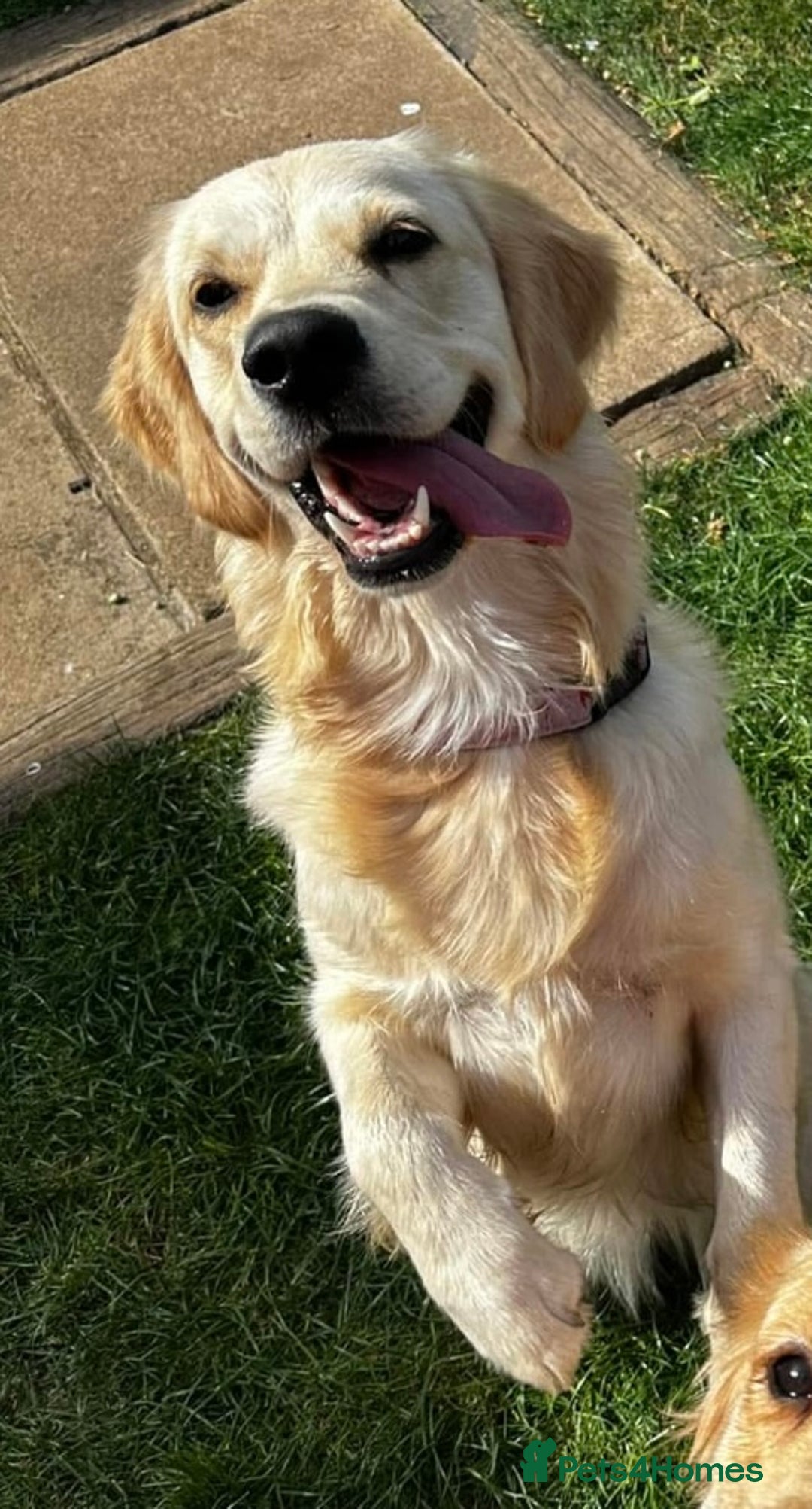 Golden Retriever dogs for sale: Golden retriever puppies - Advert 2