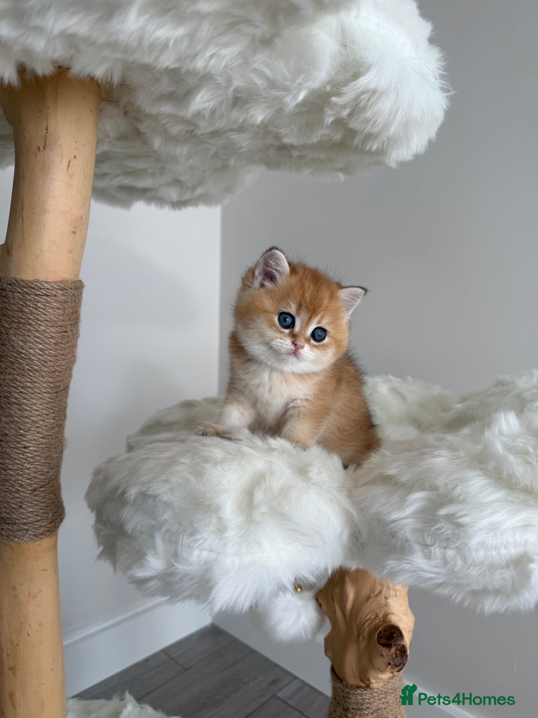 British Shorthair cats for sale: Golden Blue British Shorthair kittens  - Image 25