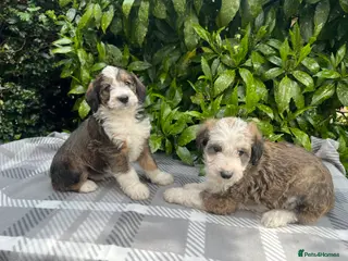 Bordoodle dogs F1 Bordoodle, rare sable, Guarantees & DNA tested - Advert 1