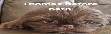 Thomas 