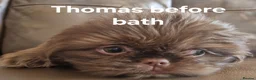 Shih Tzu dogs for sale: 5  imperial. Shih Tzu pups wanting forever homes  - Advert 11