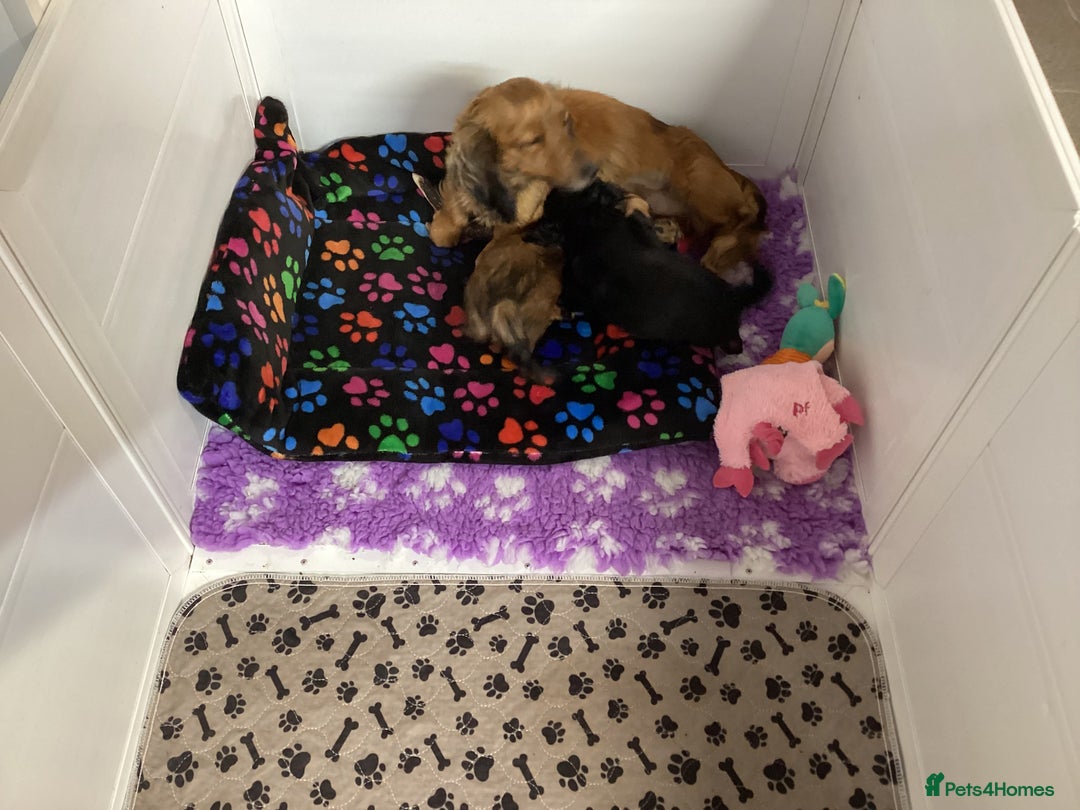 Miniature Dachshund dogs for sale: Miniature Longhaired Dachshund  - Image 5