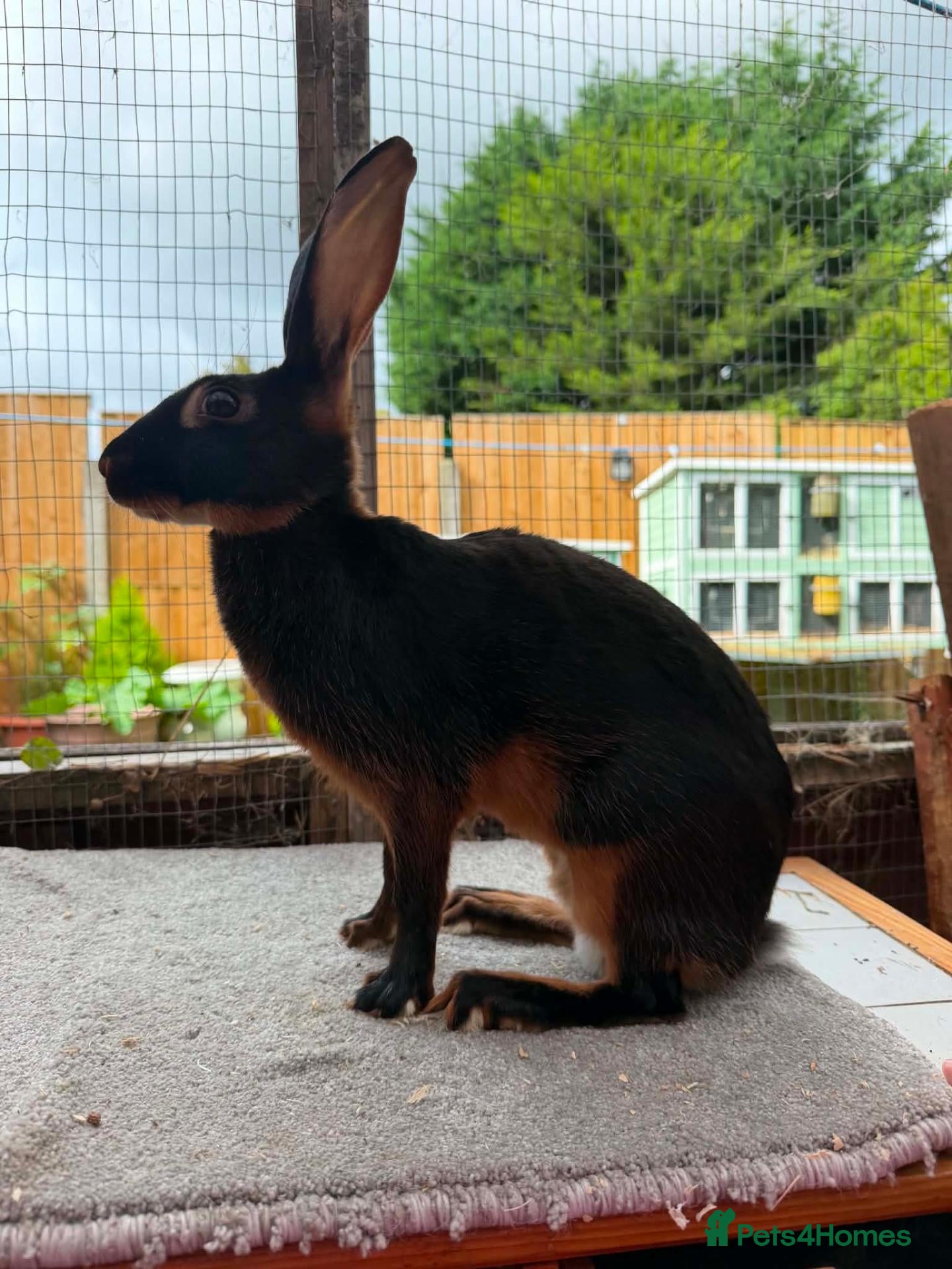 Belgian Hares rabbits Baby hares looking for new postcodes - Advert 2
