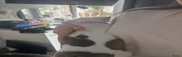 Staffordshire Bull Terrier dogs for sale: Staffordshire bull terrier puppies  - Advert 4