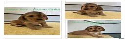 Cocker Spaniel dogs for sale: Beautiful Show Type Cocker Spaniel Puppies - Advert 11