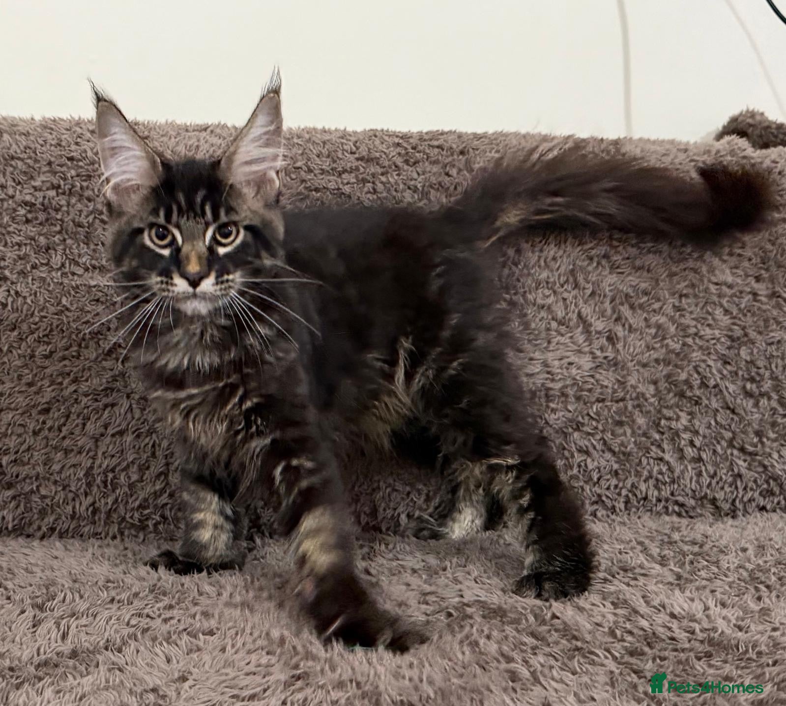 Maine Coon cats Ready for home pure bred maine coon kittens - Advert 4