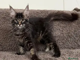 Maine Coon cats Ready for home pure bred maine coon kittens - Advert 4
