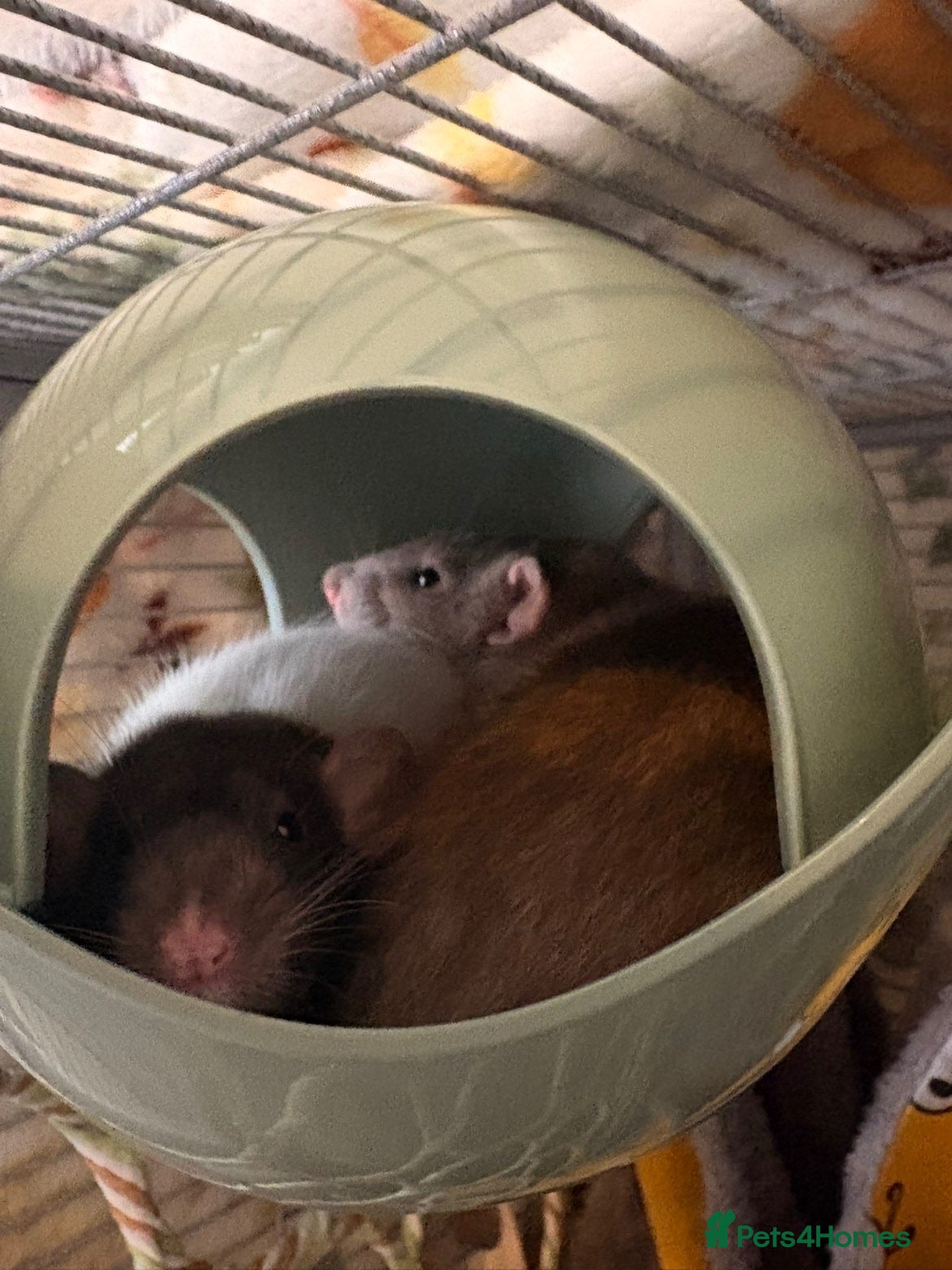 Rat rodents Two dumbo rats for sale  - Advert 10