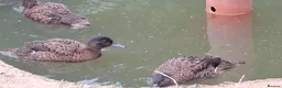 Ducks poultry for sale: Ornamental wildfowl for sale, 2026 bred - Advert 9