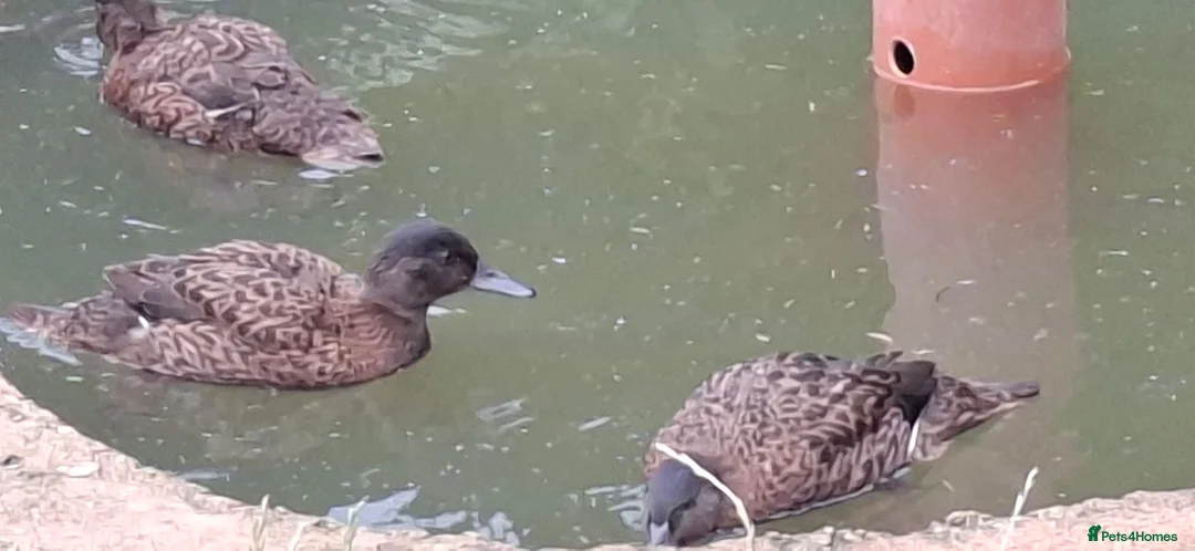 Ducks poultry for sale: Ornamental wildfowl for sale, 2026 bred - Advert 9