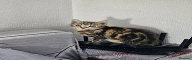 American Shorthair 1