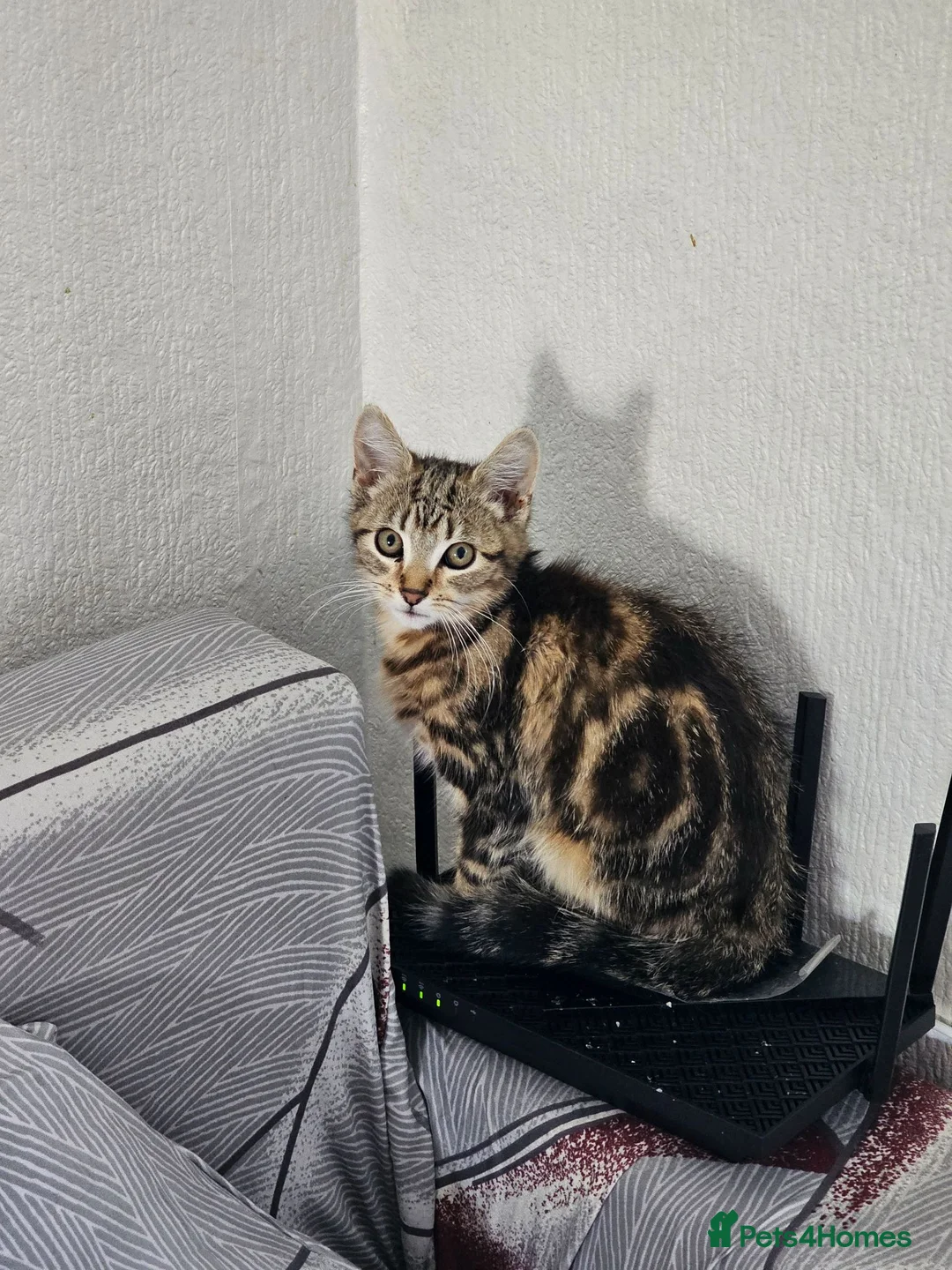 American Shorthair cats for sale: American Shorthair kittens - Advert 5