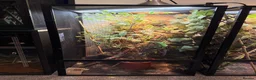 Chameleon reptiles for sale: Male panther chameleon  - Advert 3