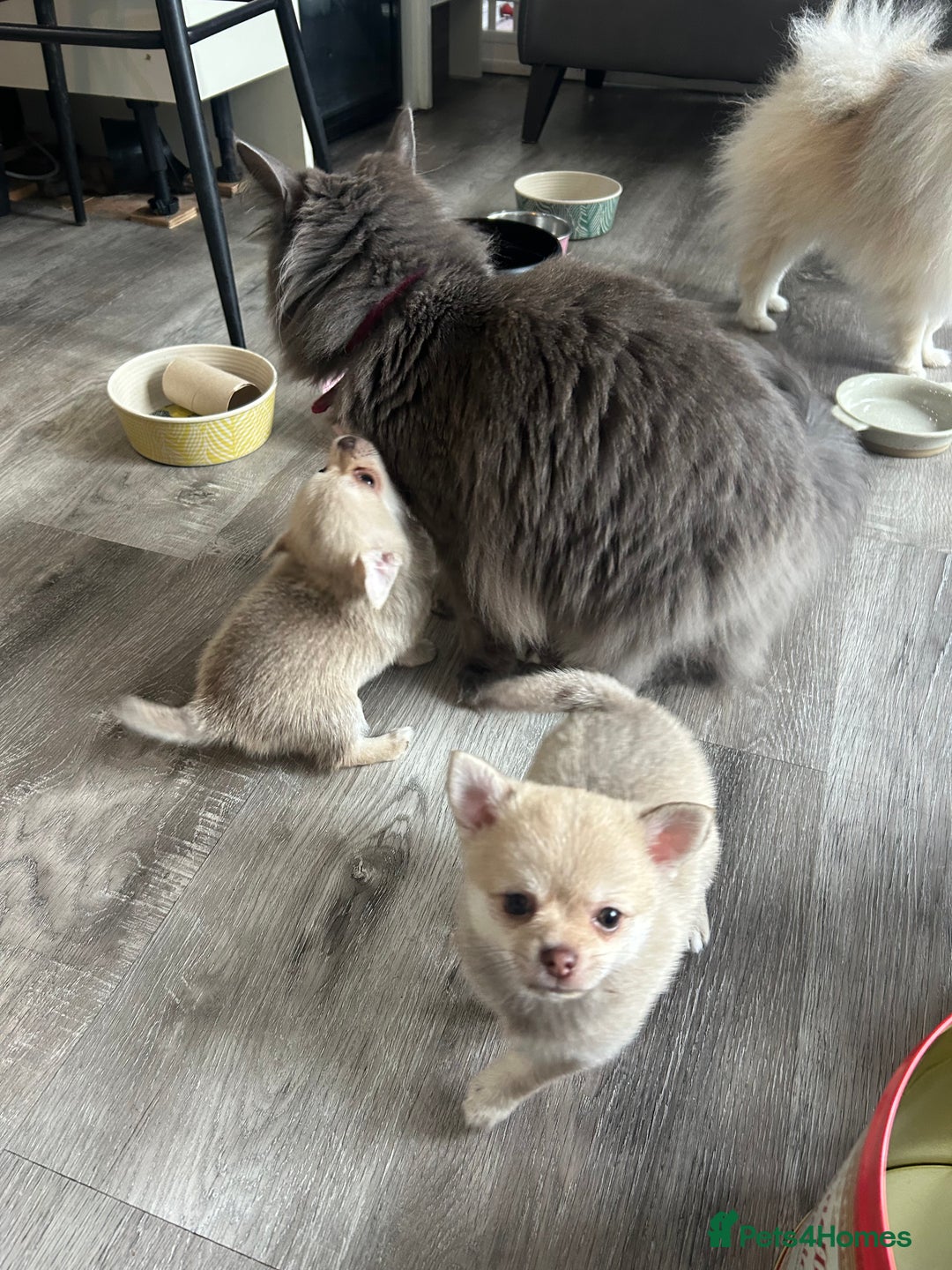 Chihuahua dogs for sale: READY NOW chihuahua x Pom puppies  - Image 17