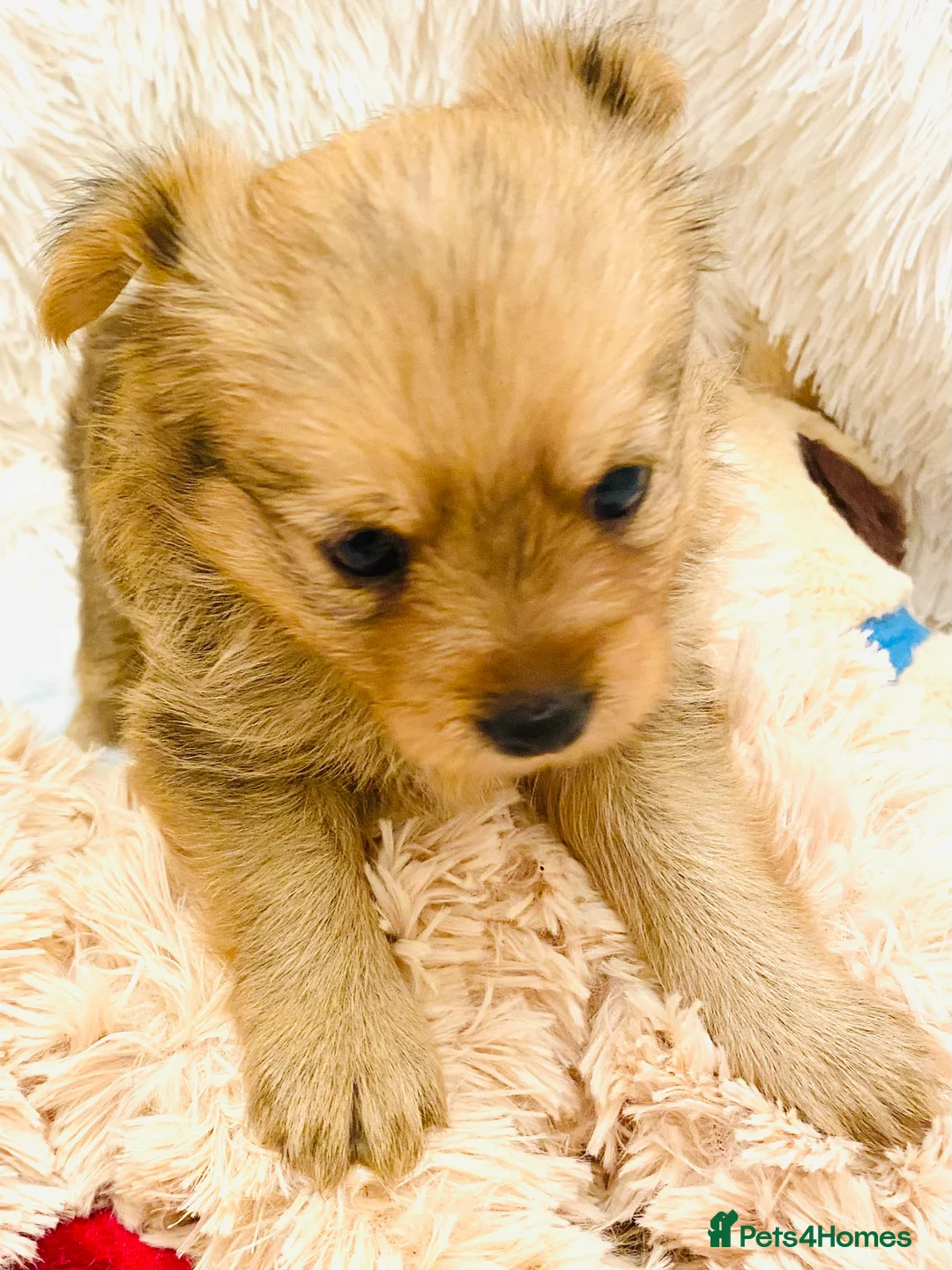 Mixed Breed dogs for sale: Adorable Pom/yorkshire puppy’s  - Advert 5
