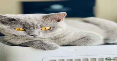 British Shorthair cats - Advert 16