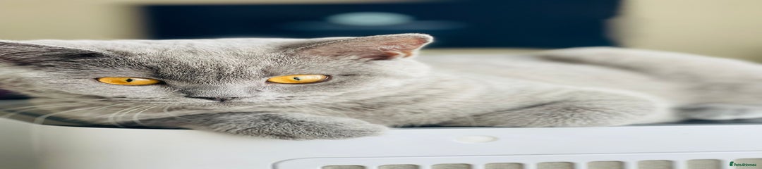 British Shorthair-female