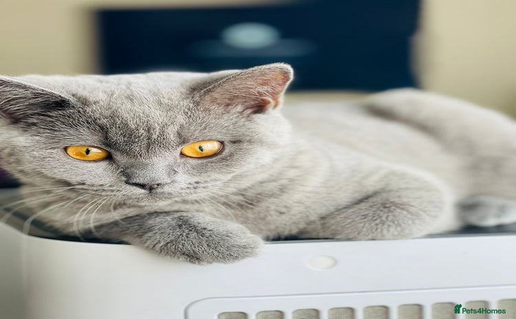 British Shorthair cats - Advert 1