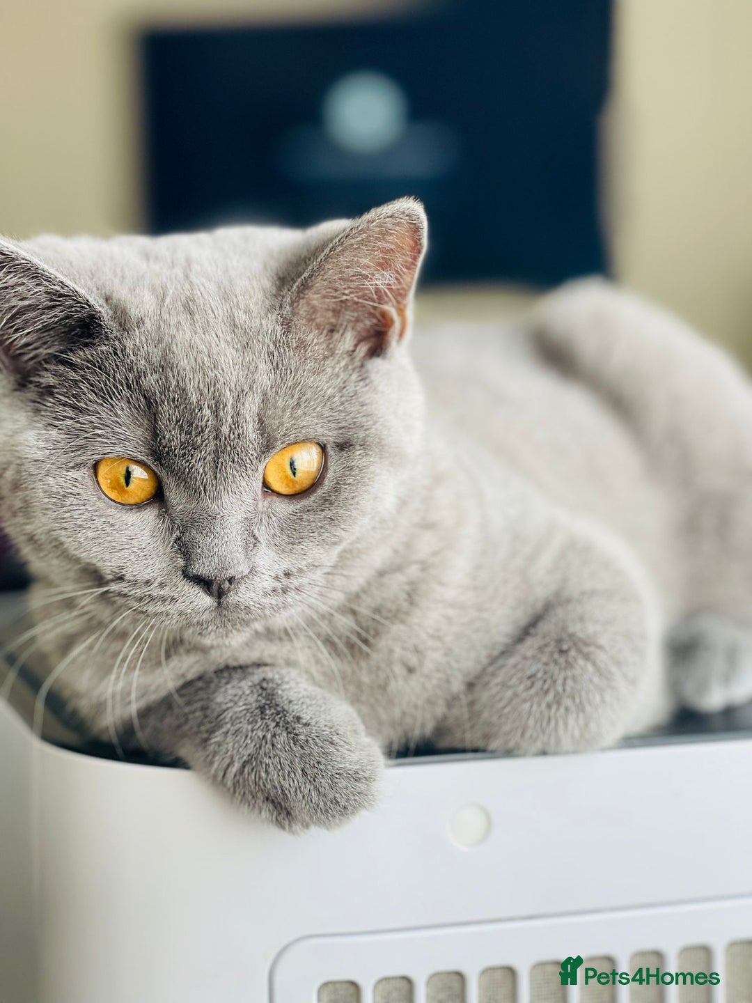 British Shorthair cats for sale: British Shorthair-Female - Image 2