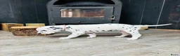 Dalmatian dogs for sale: Dalmatian puppies (5 males and 2 bitches) - Advert 13