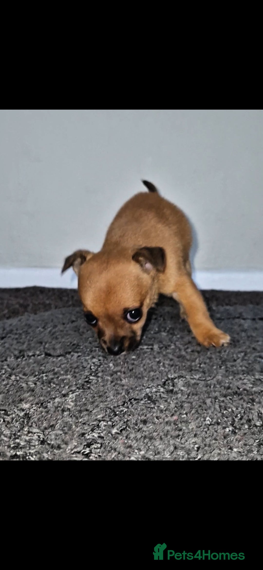 Mixed Breed dogs for sale: Adorable 9 weeks old male jackawawa puppy - Advert 15