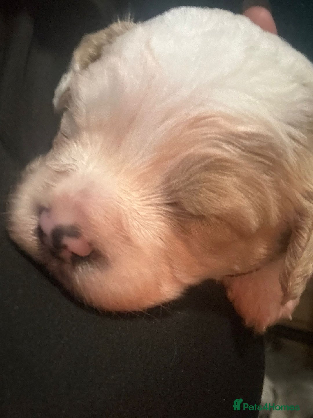 Cavapoochon dogs for sale: Cavapoochon  - Advert 1