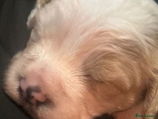 Cavapoochon dogs Cavapoochon - Advert 13