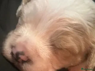 Cavapoochon dogs Cavapoochon - Advert 1