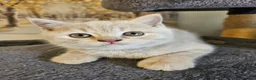 British Shorthair cats for sale: Champion lines British Shorthair kittens  - Advert 25