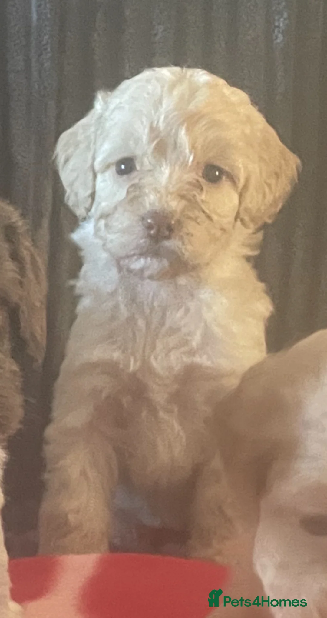 Cockapoo dogs for sale: Toy cockapoo puppies  - Advert 7