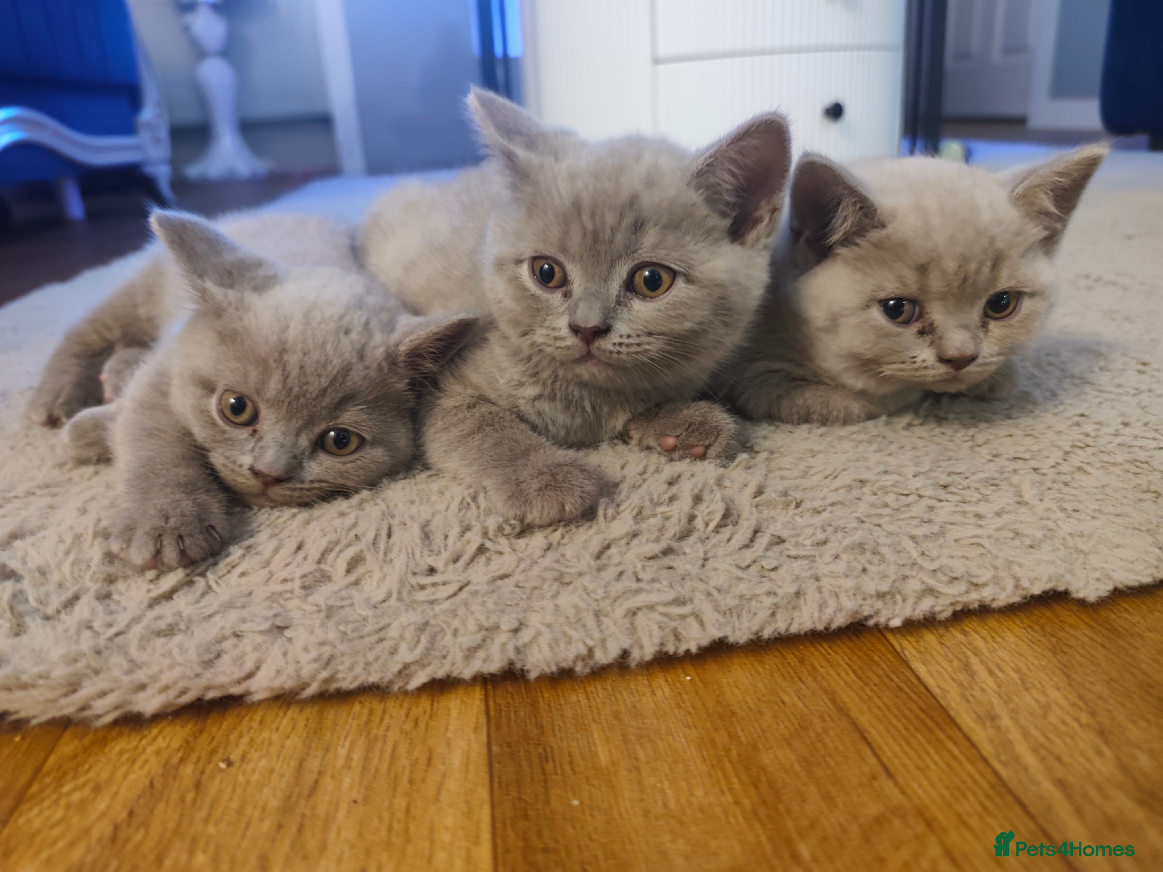 British Shorthair cats 🐾 4 Scottish Folds are looking loving homes ♥️💫 - Advert 4