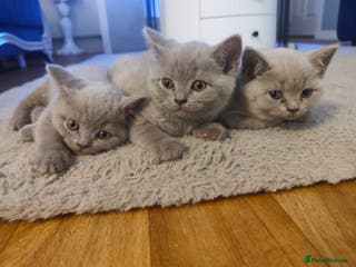British Shorthair cats 🐾 4 Scottish Folds are looking loving homes ♥️💫 - Advert 3