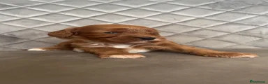 Cavapoo 1