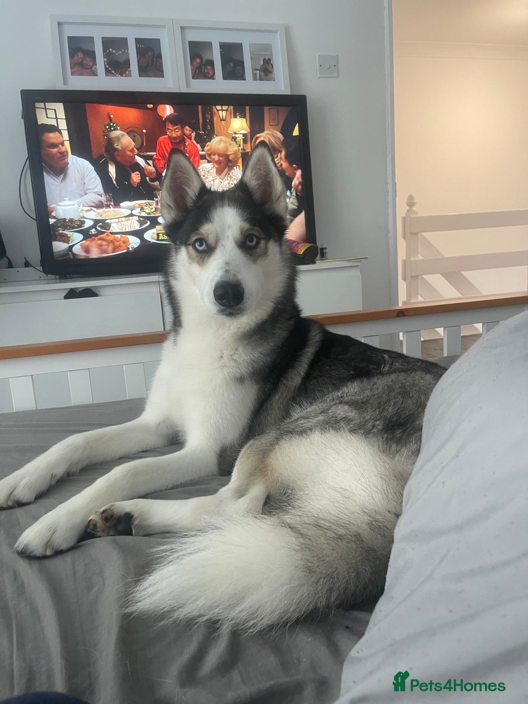Siberian Husky dogs for sale: 4 year old Siberian  husky  - Advert 8