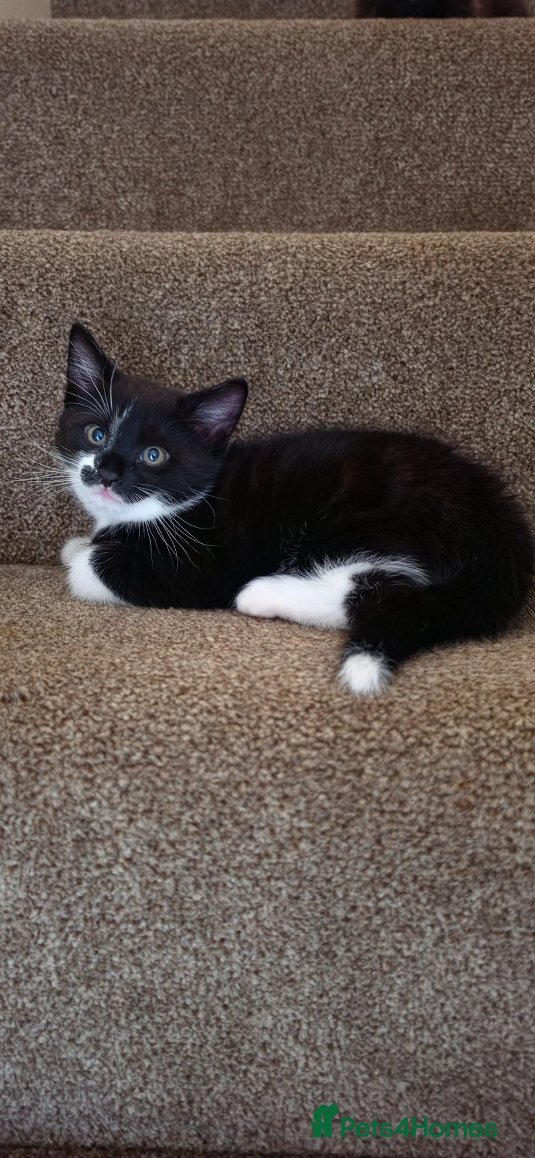 Mixed Breed cats for sale: kittens - Advert 16