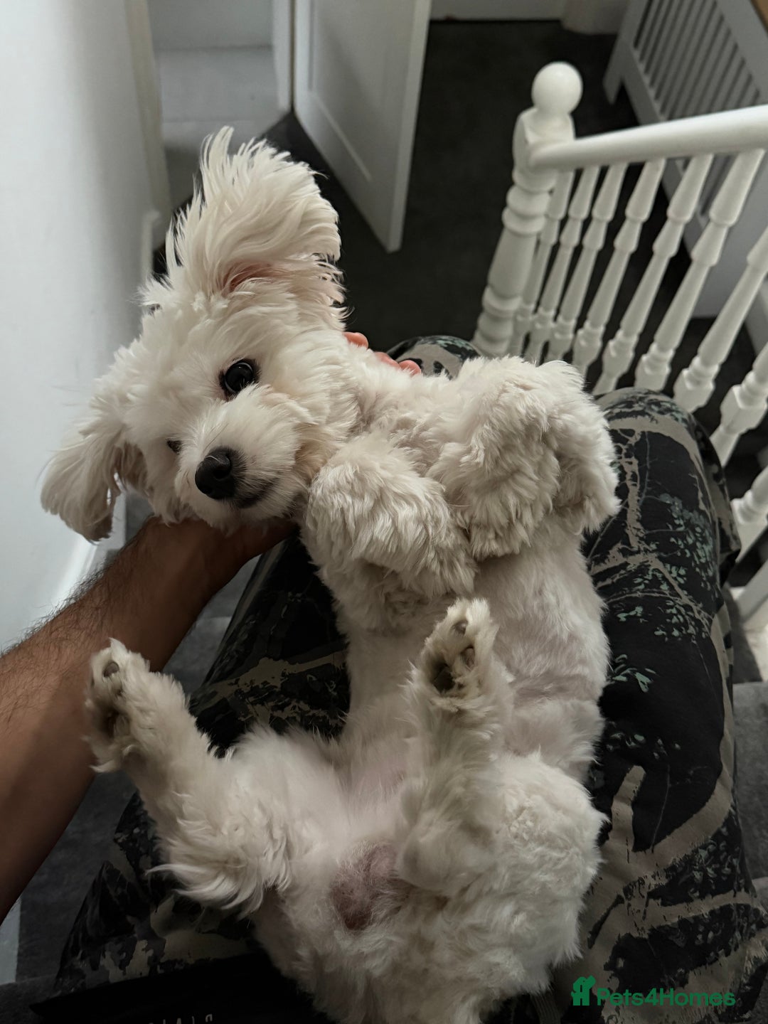 Maltese dogs for sale: 8 months old adorable maltese - Advert 4