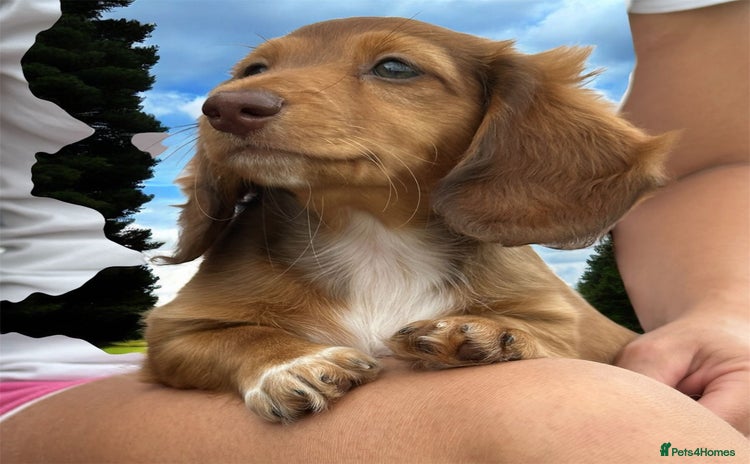 Miniature Dachshund dogs - Advert 16