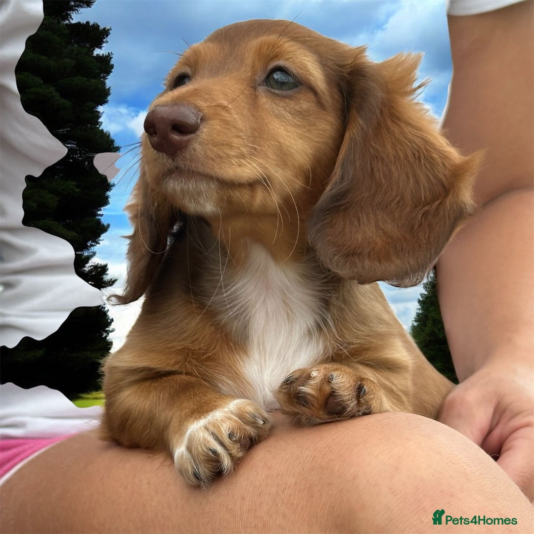 Miniature Dachshund dogs for sale: Miniature Long Haired Dachshund Female - Image 1